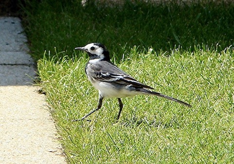 pied wagtail